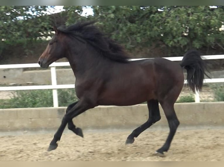 PRE Mestizo Semental 4 años 168 cm Castaño in Barcelona