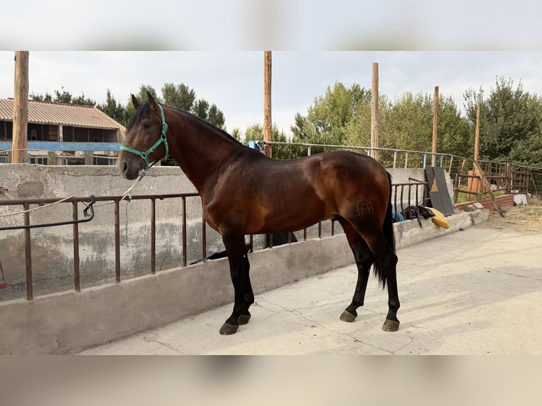 PRE Semental 4 años 168 cm Castaño oscuro in Madrid