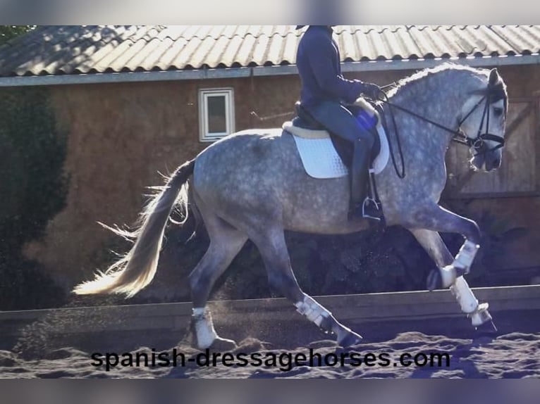 PRE Mestizo Semental 4 años 168 cm Tordo in Barcelona