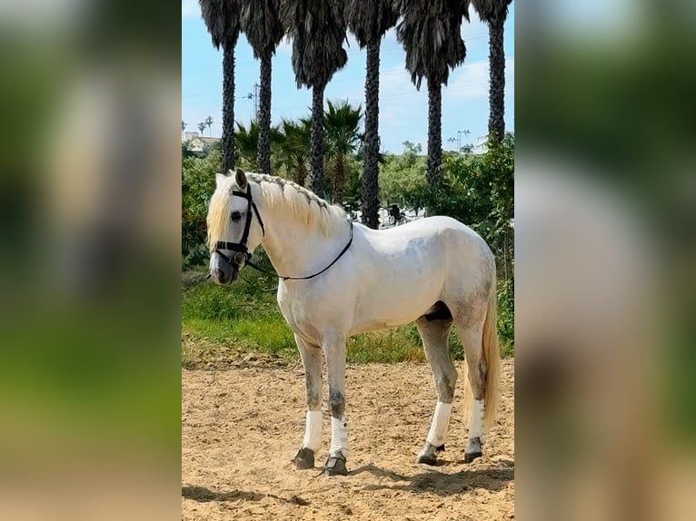 PRE Semental 4 años 168 cm Tordo in Sevilla