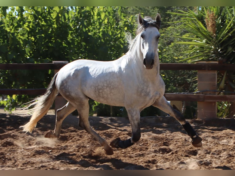 PRE Semental 4 años 168 cm Tordo rodado in Sagunt/Sagunto