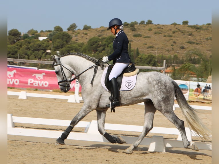 PRE Mestizo Semental 4 años 168 cm Tordo rodado in Sagunt/Sagunto