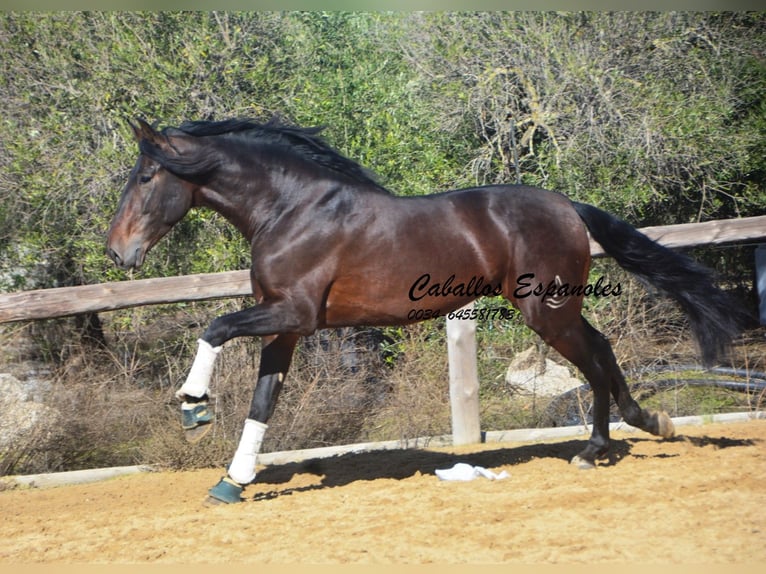 PRE Mestizo Semental 4 años 169 cm Castaño in Vejer de la Frontera