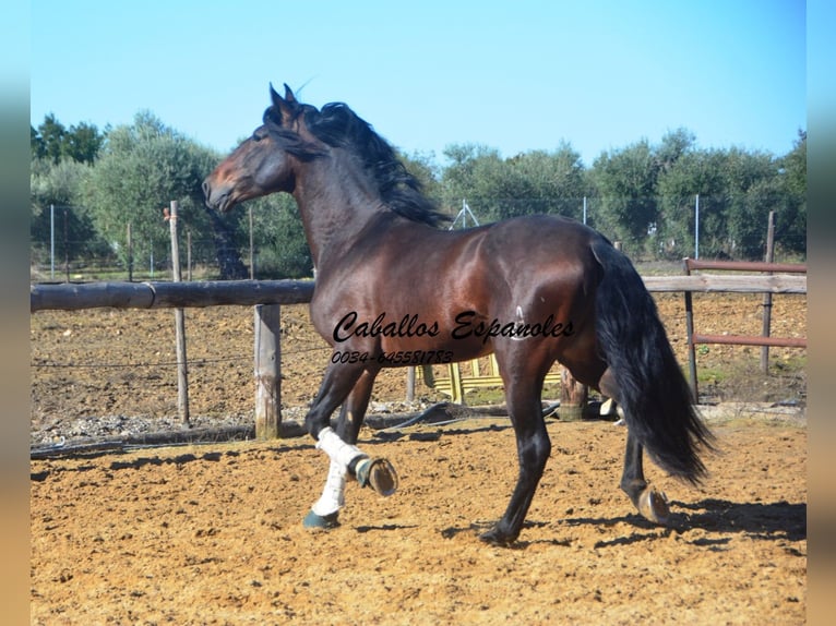 PRE Mestizo Semental 4 años 169 cm Castaño in Vejer de la Frontera