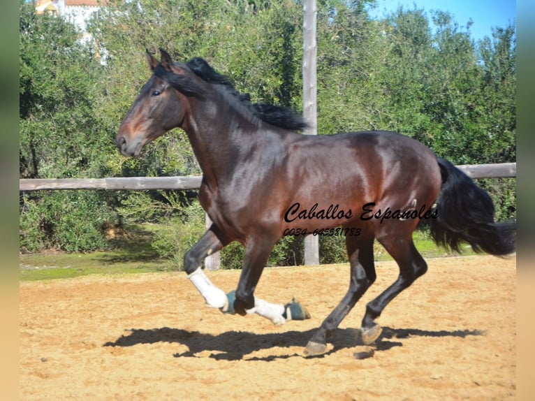 PRE Mestizo Semental 4 años 169 cm Castaño in Vejer de la Frontera