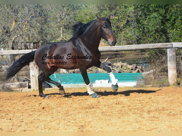 PRE Mestizo Semental 4 años 169 cm Castaño in Vejer de la Frontera