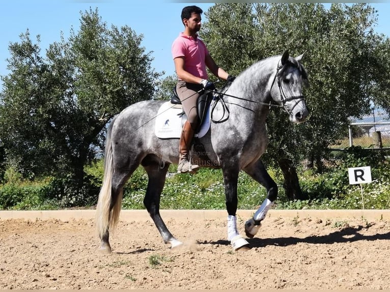 PRE Semental 4 años 169 cm Tordo in Miralvalles