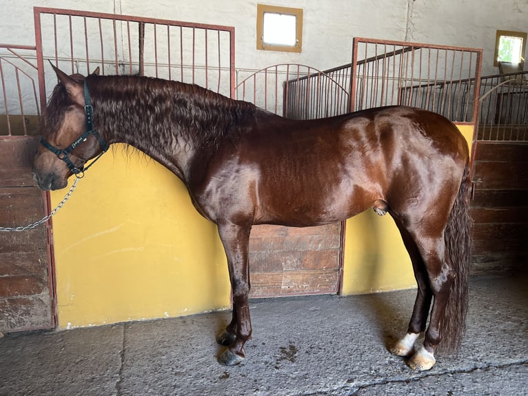 PRE Mestizo Semental 4 años 170 cm Alazán in Albacete