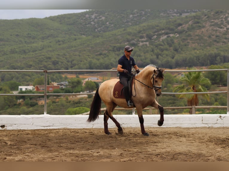 PRE Mestizo Semental 4 años 170 cm Buckskin/Bayo in Santa Perpetua de Mogoda
