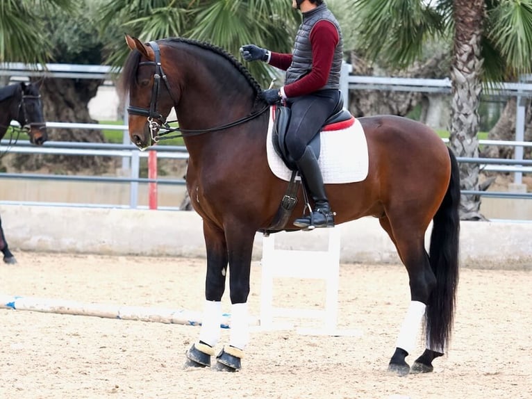 PRE Mestizo Semental 4 años 170 cm Castaño in Navas Del Madroño