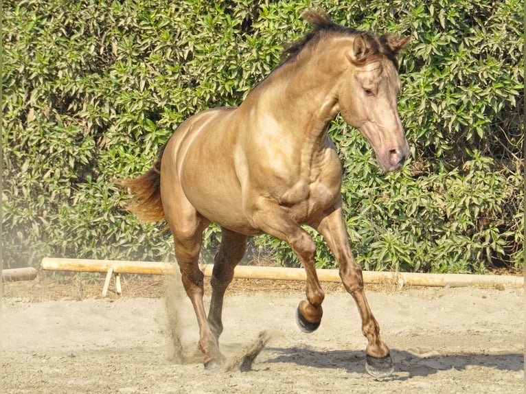 PRE Mestizo Semental 4 años 170 cm Champán in Torremolinos