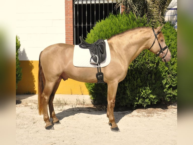 PRE Mestizo Semental 4 años 170 cm Champán in Torremolinos