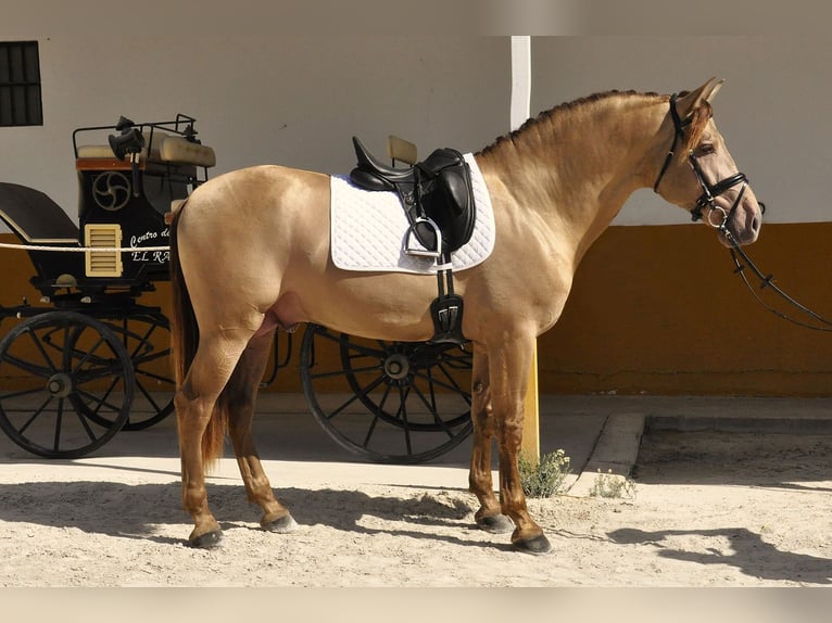 PRE Mestizo Semental 4 años 170 cm Champán in Torremolinos