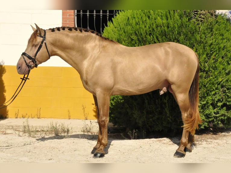 PRE Mestizo Semental 4 años 170 cm Champán in Torremolinos