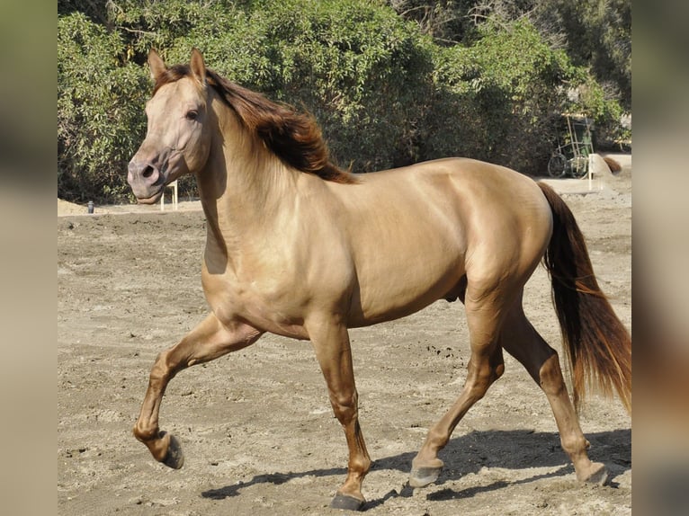 PRE Mestizo Semental 4 años 170 cm Champán in Torremolinos