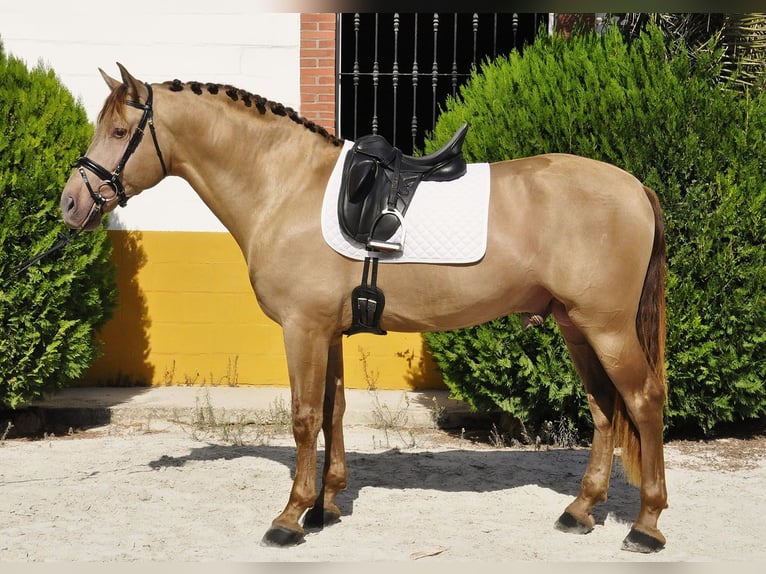 PRE Mestizo Semental 4 años 170 cm Champán in Torremolinos