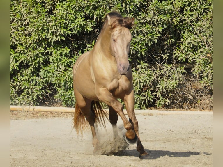 PRE Mestizo Semental 4 años 170 cm Champán in Torremolinos