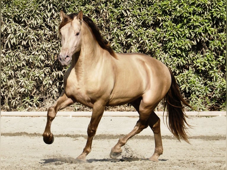 PRE Mestizo Semental 4 años 170 cm Champán in Torremolinos