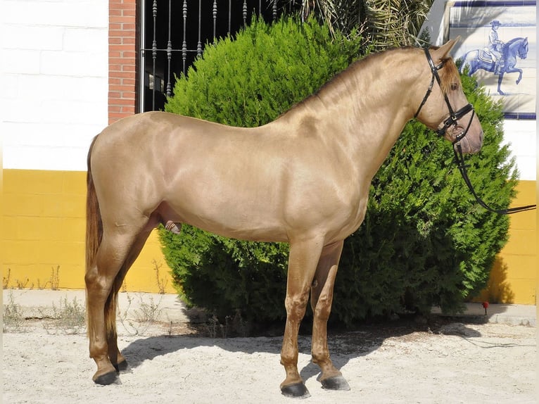 PRE Mestizo Semental 4 años 170 cm Champán in Torremolinos