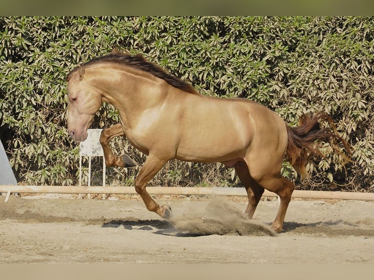 PRE Mestizo Semental 4 años 170 cm Champán in Torremolinos