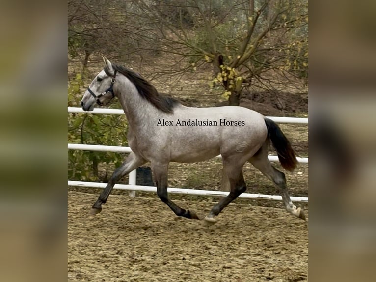 PRE Mestizo Semental 4 años 170 cm Tordo in Sevilla