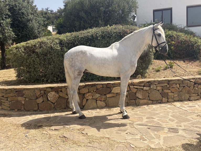 PRE Mestizo Semental 4 años 170 cm Tordo in Villanueva De La Concepcion