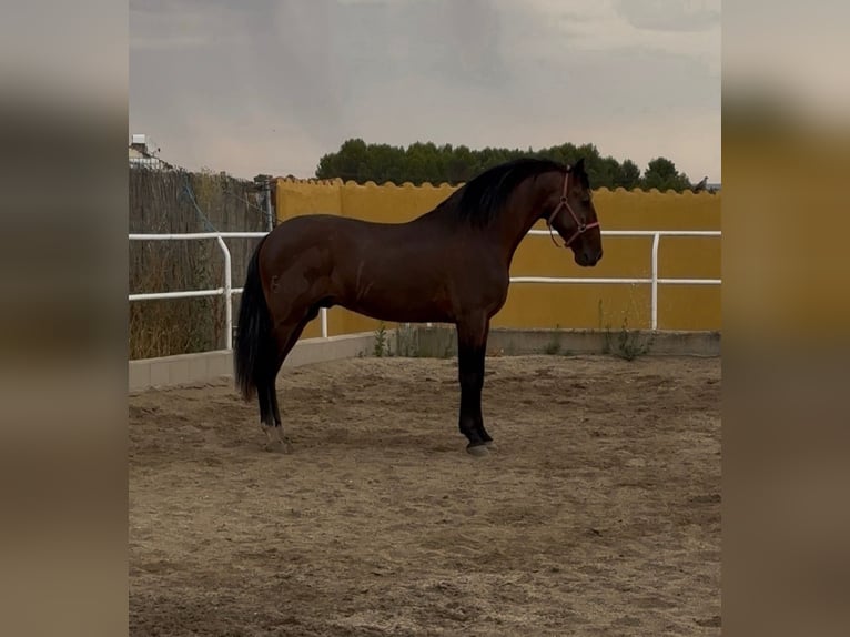 PRE Mestizo Semental 4 años 171 cm Castaño in Villaconejos