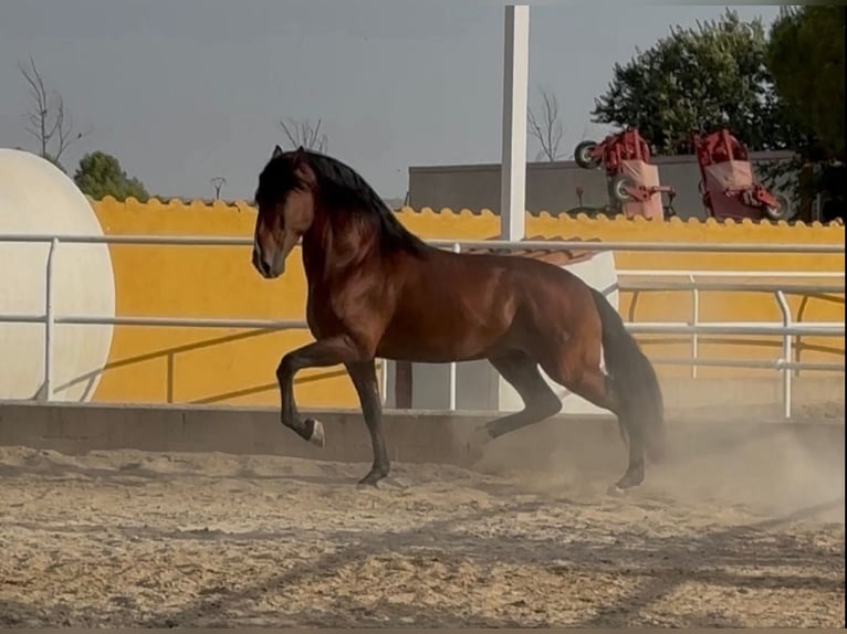 PRE Mestizo Semental 4 años 171 cm Castaño in Villaconejos