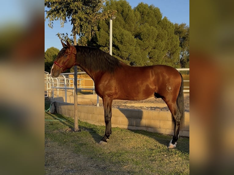 PRE Mestizo Semental 4 años 171 cm Castaño in Villaconejos