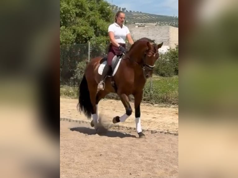 PRE Mestizo Semental 4 años 171 cm Castaño in Terrassa