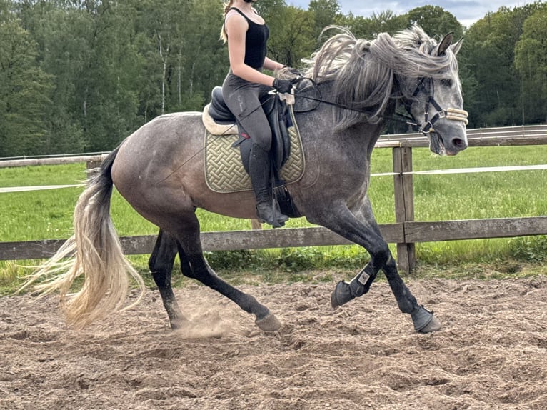 PRE Semental 4 años 171 cm Tordo in Münster
