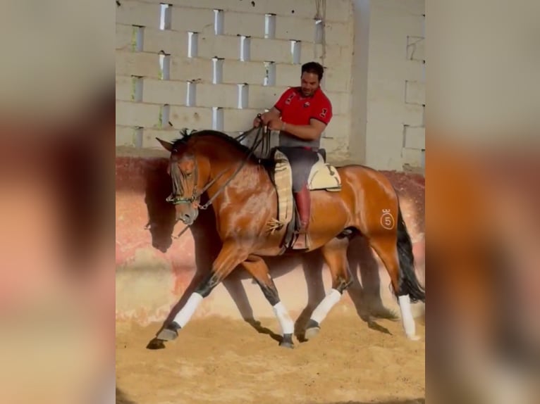 PRE Semental 4 años 172 cm Castaño in Granada