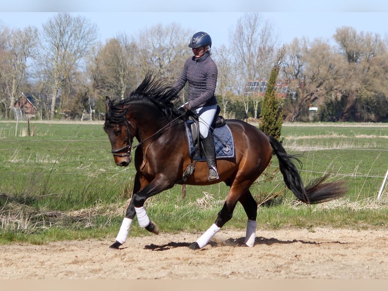 PRE Semental 4 años 172 cm Castaño in Wremen