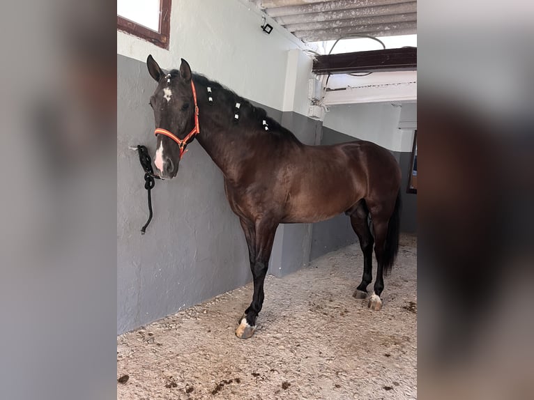 PRE Semental 4 años 172 cm Negro in Juez, Del (Masia)