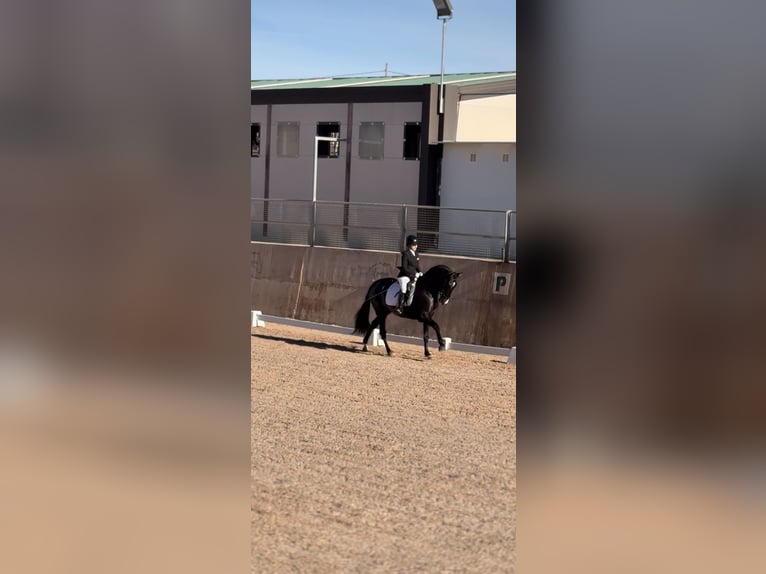 PRE Semental 4 años 172 cm Negro in Juez, Del (Masia)