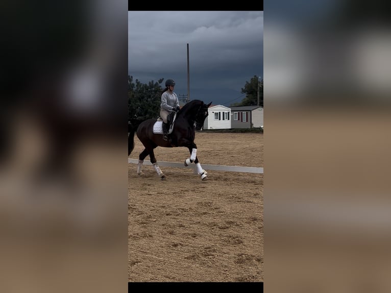 PRE Semental 4 años 172 cm Negro in Juez, Del (Masia)