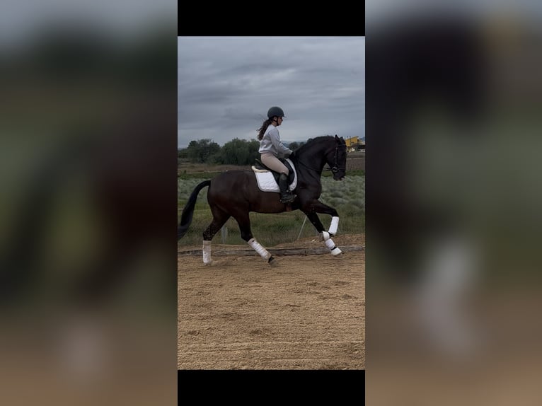 PRE Semental 4 años 172 cm Negro in Juez, Del (Masia)