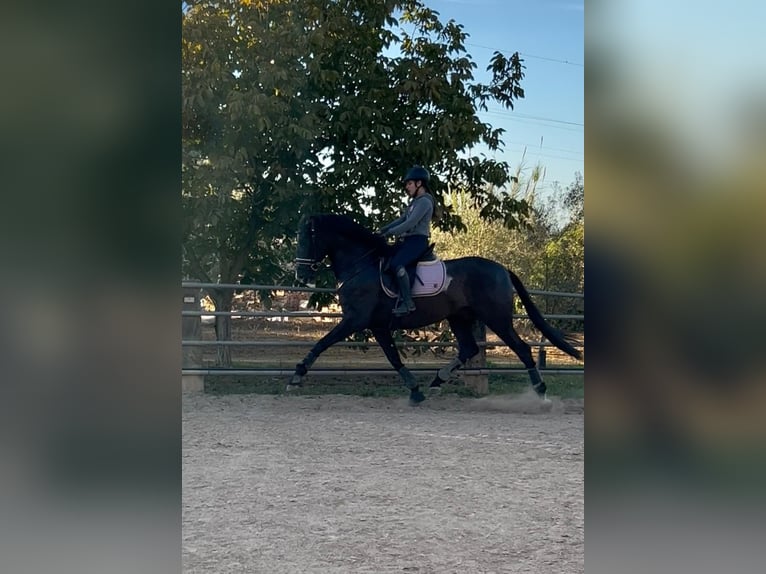 PRE Semental 4 años 172 cm Negro in Juez, Del (Masia)