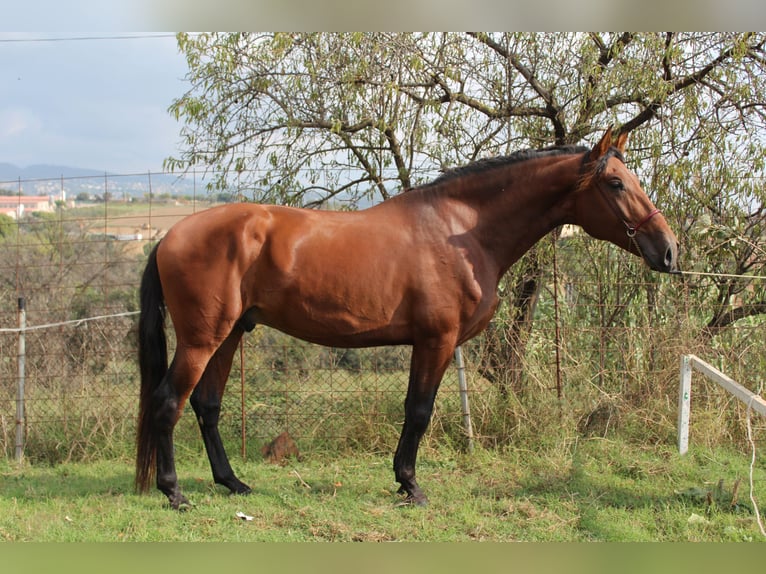 PRE Mestizo Semental 4 años 173 cm Castaño in Sentmenat
