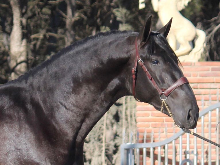 PRE Mestizo Semental 4 años 173 cm Negro in NAVAS DEL MADRONO