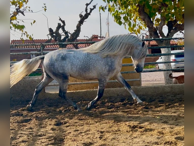 PRE Mestizo Semental 4 años 174 cm Tordo rodado in Martfeld