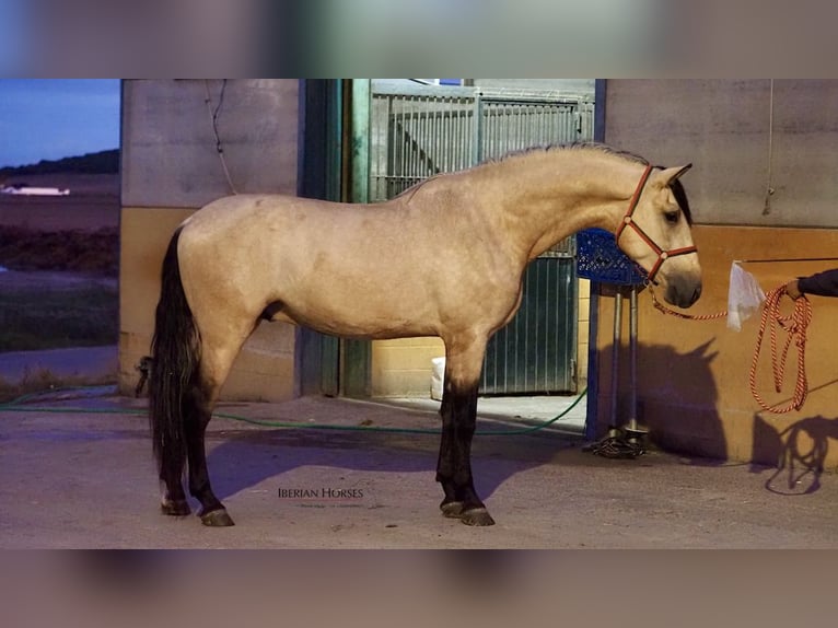 PRE Mestizo Semental 4 años 178 cm Bayo in Navas Del Madroño