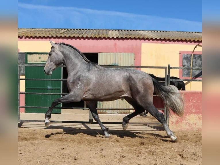 PRE Mestizo Semental 4 años 178 cm Tordo in Sevilla