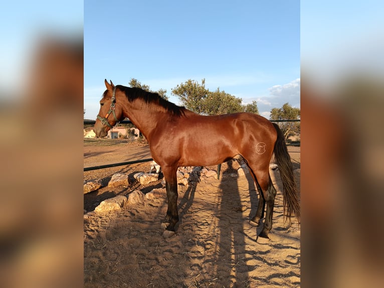 PRE Mestizo Semental 4 años 180 cm Castaño in Villanueva Del Fresno
