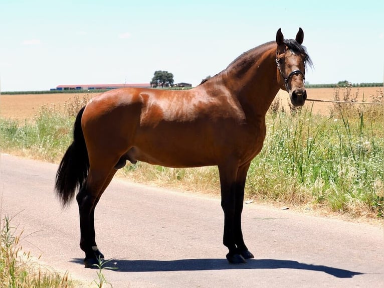 PRE Mestizo Semental 4 años 181 cm Castaño in Navas Del Madro&#xF1;o