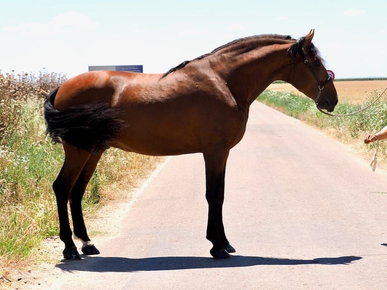 PRE Mestizo Semental 4 años 181 cm Castaño in Navas Del Madro&#xF1;o