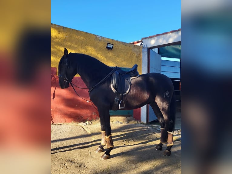 PRE Mestizo Semental 4 años Negro in Fuento Obejuna