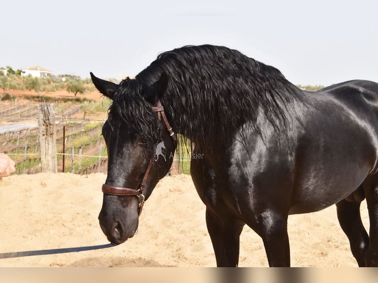 PRE Mestizo Semental 4 años Negro in Provinz Cordoba
