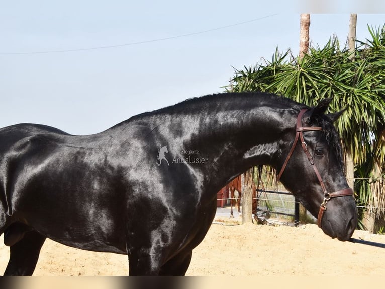 PRE Mestizo Semental 4 años Negro in Provinz Cordoba