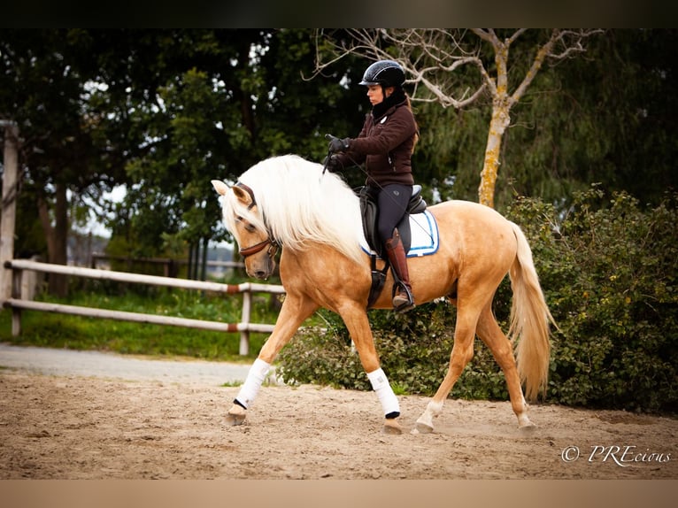 PRE Mestizo Semental 4 años Palomino in SEVILLA